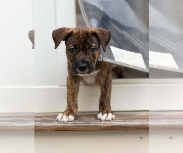 Medium Photo #1 Mutt Puppy For Sale in Mount Pleasant, SC, USA