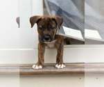 Small Mutt