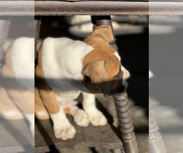 Medium Photo #14 American Bulldog Puppy For Sale in BONAIRE, GA, USA