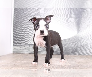 Boston Terrier Puppy for sale in WESTPOINT, IN, USA