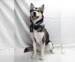 Small Siberian Husky
