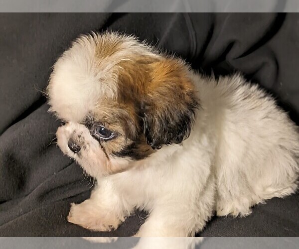 Medium Photo #2 Shih Tzu Puppy For Sale in CLYDE, NC, USA