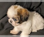 Small Photo #2 Shih Tzu Puppy For Sale in CLYDE, NC, USA