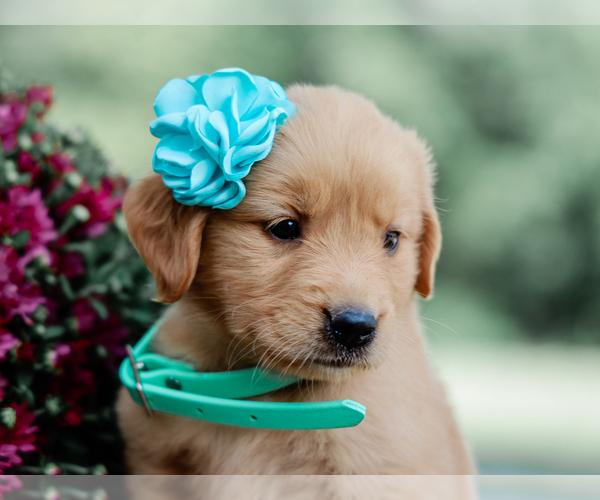 Medium Photo #2 Golden Retriever Puppy For Sale in LIBERTY, KY, USA
