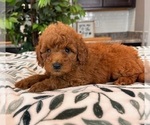 Small #1 Goldendoodle (Miniature)