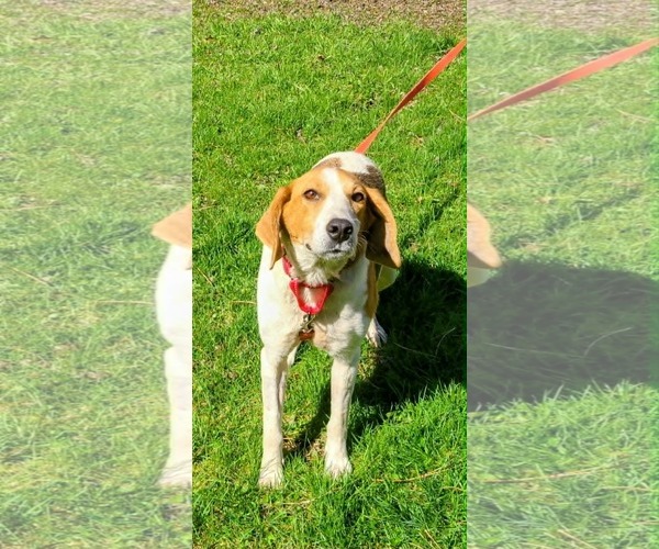 Medium Photo #2 American Foxhound-Unknown Mix Puppy For Sale in Plainfield, IL, USA