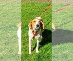 Small #1 American Foxhound Mix