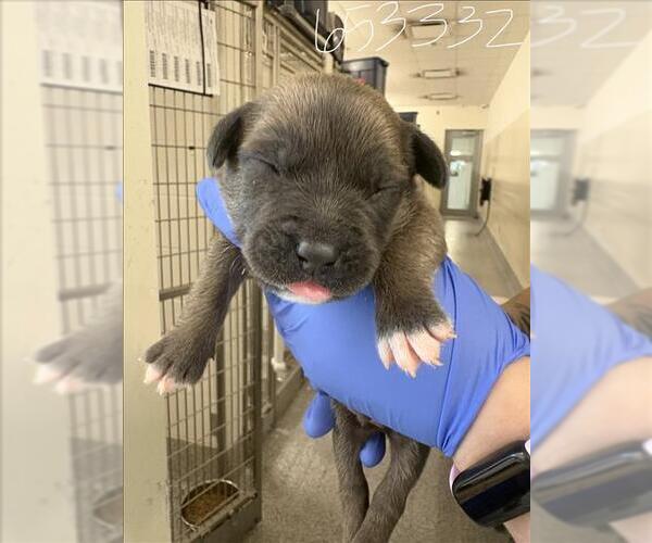 Medium Photo #1 Labrador Retriever Puppy For Sale in Houston, TX, USA