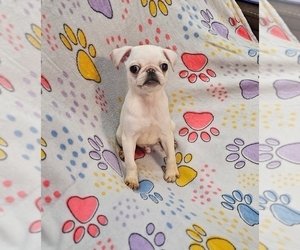 Pug Puppy for sale in BRIDGETOWN, OH, USA