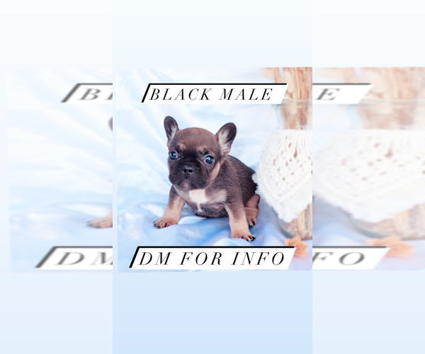 Medium Photo #2 French Bulldog Puppy For Sale in MURRIETA, CA, USA