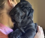 Puppy Rook Chinese Shar-Pei