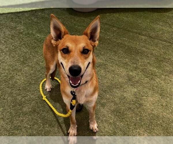 Medium Photo #1 German Shepherd Dog-Unknown Mix Puppy For Sale in Las Vegas, NV, USA