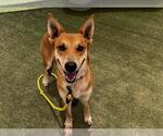 Small German Shepherd Dog Mix