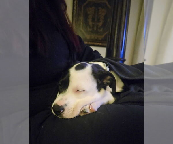 Medium Photo #13 Boxer-Unknown Mix Puppy For Sale in Mooresville, NC, USA