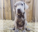 Small Photo #5 Labrador Retriever Puppy For Sale in FORT MADISON, IA, USA