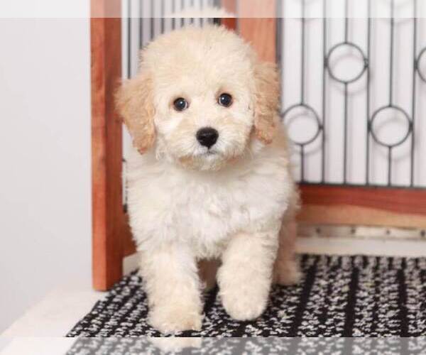 Medium Photo #1 Bichpoo Puppy For Sale in NAPLES, FL, USA