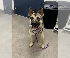 German Shepherd Dog Dogs for adoption in HESPERIA, CA, USA