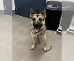 CHINO - Male German Shepherd Dog Dog for Adoption - Small photo