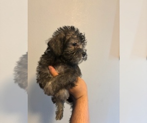 YorkiePoo Puppy for sale in AUSTIN, TX, USA