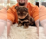 Image preview for Ad Listing. Nickname: Litter of 2