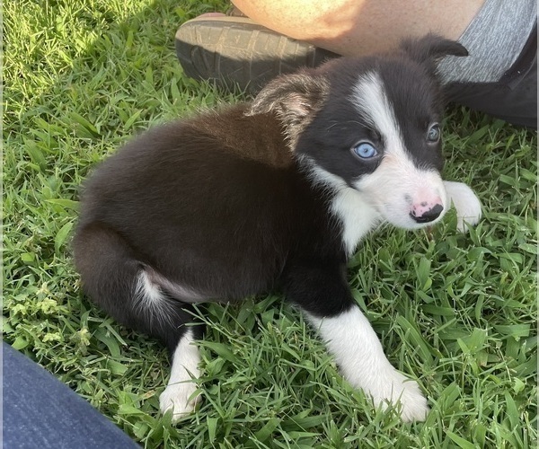 Medium Photo #19 Border Collie Puppy For Sale in BRISTOW, OK, USA