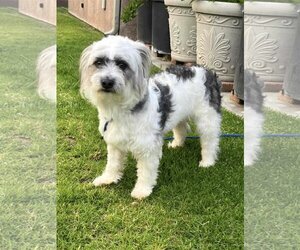 Shih Tzu Dogs for adoption in Menifee, CA, USA