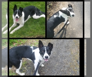 Border Collie-Golden Retriever Mix Puppy for sale in BOISTFORT, WA, USA