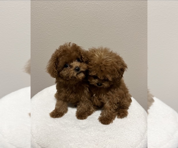 Medium Photo #3 Poodle (Toy) Puppy For Sale in PORTLAND, OR, USA