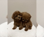 Small Photo #3 Poodle (Toy) Puppy For Sale in PORTLAND, OR, USA