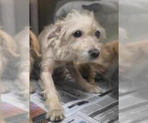 Mutt Dogs for adoption in San Antonio, TX, USA