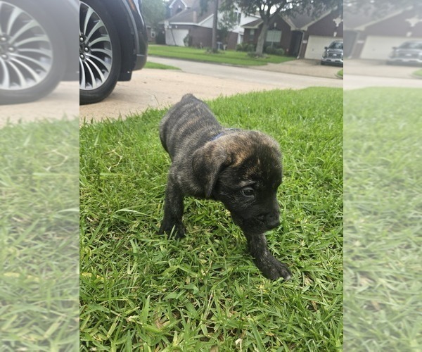 Medium Photo #4 Cane Corso Puppy For Sale in HOUSTON, TX, USA