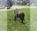 Small #3 Cane Corso