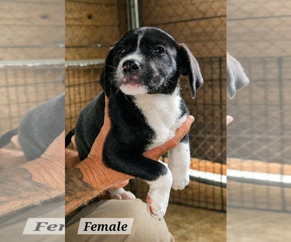 Medium Photo #2 Labrador Retriever-Unknown Mix Puppy For Sale in Royal Palm Beach, FL, USA