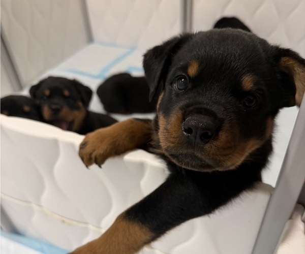 Medium Photo #2 Rottweiler Puppy For Sale in WORTH, IL, USA