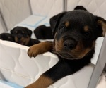 Small #1 Rottweiler
