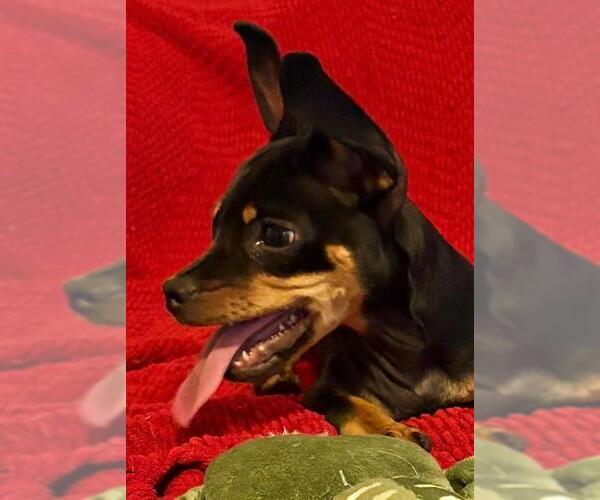 Medium Photo #1 Doxie-Pin Puppy For Sale in Los Angeles, CA, USA