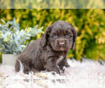 Small #2 Cocker Spaniel