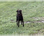Small #2 Labradoodle