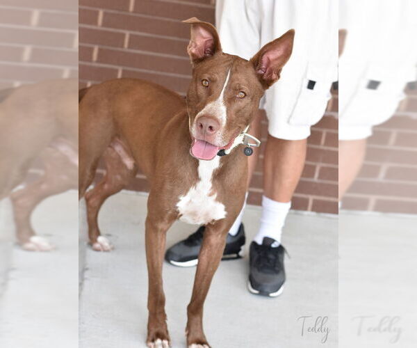 Medium Photo #6 American Pit Bull Terrier-Huskies  Mix Puppy For Sale in The Woodlands, TX, USA