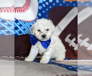 Poodle (Toy) Puppy for sale in KINZERS, PA, USA