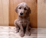 Small Photo #15 Goldendoodle Puppy For Sale in PROSPECT, VA, USA