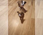 Small #1 American Staffordshire Terrier-Labrador Retriever Mix