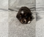 Puppy Ruby Miniature Australian Shepherd