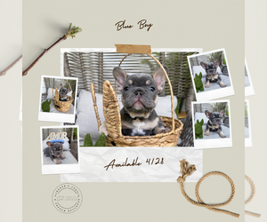 Medium French Bulldog