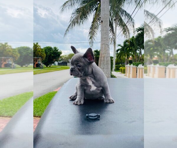 Medium Photo #20 French Bulldog Puppy For Sale in MIAMI, FL, USA