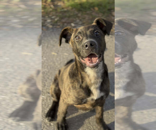 Medium Photo #2 Mountain Cur-Unknown Mix Puppy For Sale in Westwood, NJ, USA