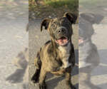 Small #1 Mountain Cur Mix