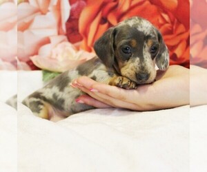 Dachshund Puppy for sale in HONEY BROOK, PA, USA