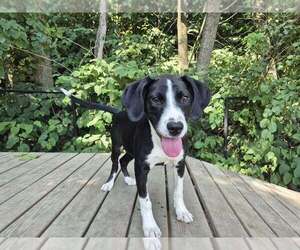 Mutt Dogs for adoption in Elmsford, NY, USA
