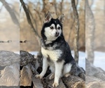 Small Photo #15 Alaskan Klee Kai-Pomsky Mix Puppy For Sale in STAPLES, MN, USA